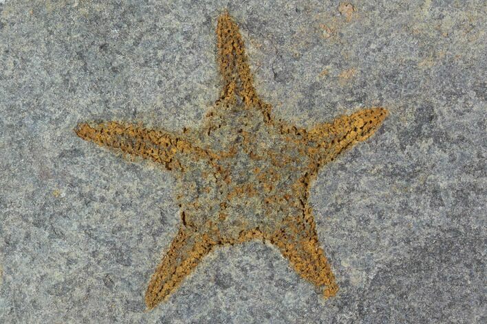 Ordovician Starfish (Petraster?) - Morocco #94332